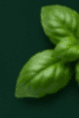 Fresh Basil Leaf